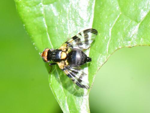 Rhagoletis cerasi
